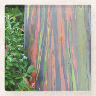 Rainbow Eucalyptus Tree Glasuntersetzer
