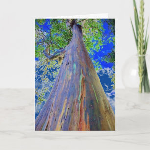 Rainbow Eucalyptus Tree Karte