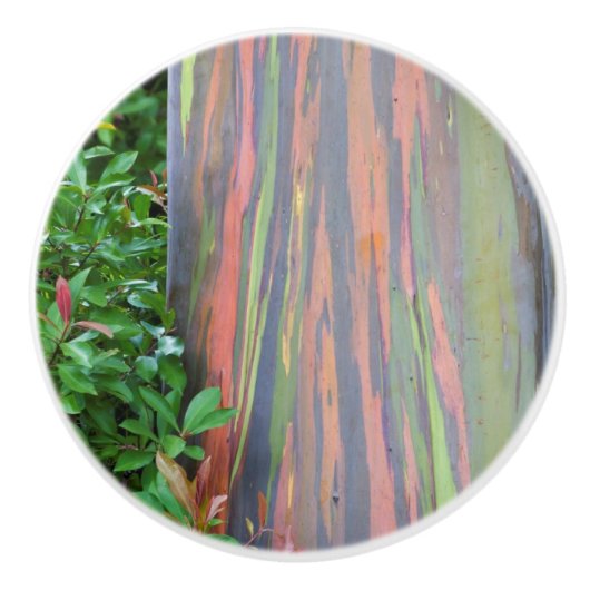Rainbow Eucalyptus Tree Keramikknauf (Vorderseite)