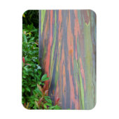 Rainbow Eucalyptus Tree Magnet (Vertikal)