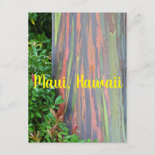 Rainbow Eucalyptus Tree Maui, Hawaii Postkarte