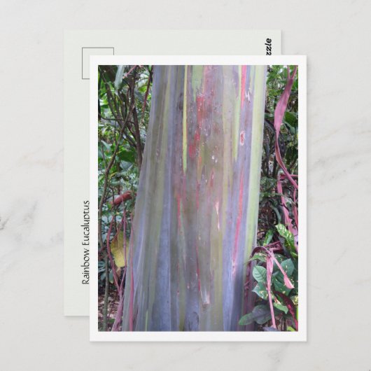 Rainbow Eucalyptus Tree Postkarte (Vorne/Hinten)