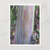Rainbow Eucalyptus Tree Postkarte (Vorderseite)
