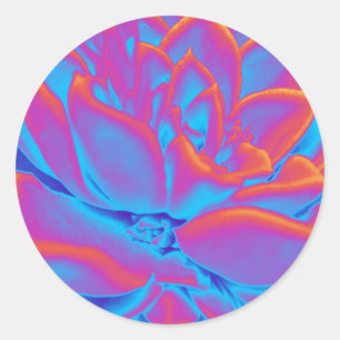 Rainbow-Farbe Sukkuläre Pflanze Runder Aufkleber