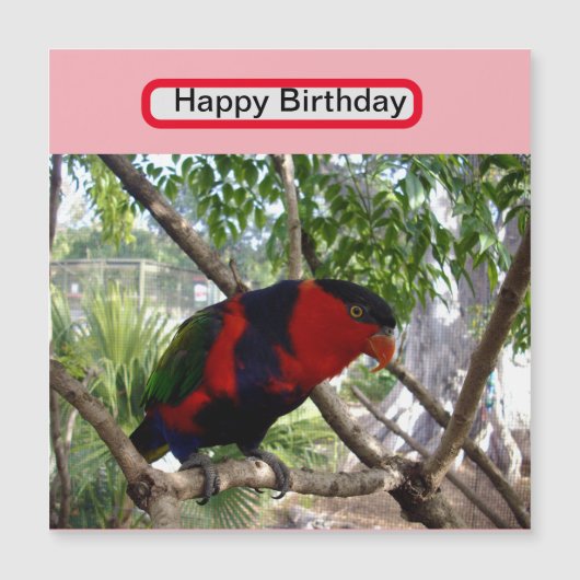 Rainbow Feathers: Hübsches australisches Lorikeet, Magnetkarte (Vorderseite)