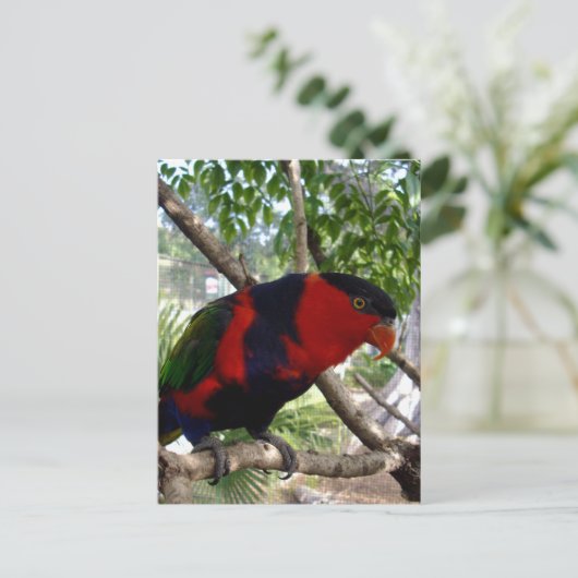 Rainbow Feathers: Hübsches australisches Lorikeet, Postkarte (Stehend Vorderseite)