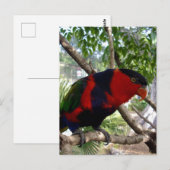 Rainbow Feathers: Hübsches australisches Lorikeet, Postkarte (Vorne/Hinten)