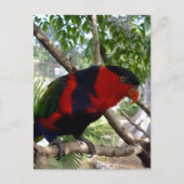 Rainbow Feathers: Hübsches australisches Lorikeet, Postkarte (Vorderseite)