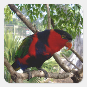 Rainbow Feathers: Hübsches australisches Lorikeet, Quadratischer Aufkleber
