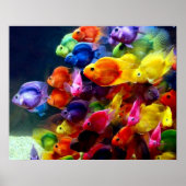 Rainbow Fish Poster (Vorne)
