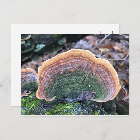 Rainbow Fungus Postkarte (Vorne/Hinten)
