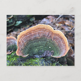 Rainbow Fungus Postkarte