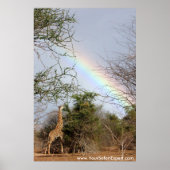 Rainbow & Giraffe Poster / Print (bis zu 35x52 Zol (Vorne)