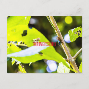Rainbow Grasshopper Postkarte
