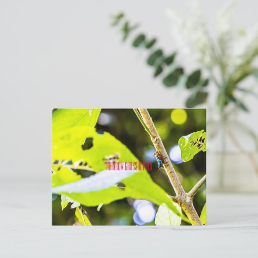 Rainbow Grasshopper Postkarte (Stehend Vorderseite)
