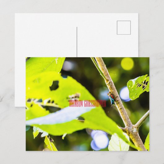 Rainbow Grasshopper Postkarte (Vorne/Hinten)