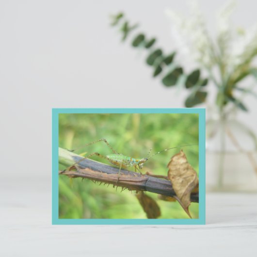 Rainbow Grasshopper Postkarte (Stehend Vorderseite)