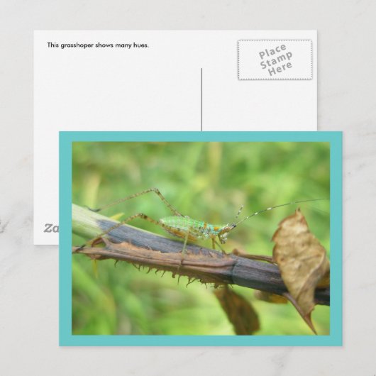 Rainbow Grasshopper Postkarte (Vorne/Hinten)
