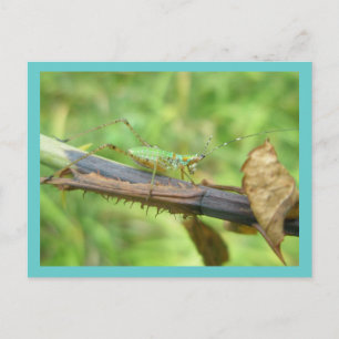 Rainbow Grasshopper Postkarte