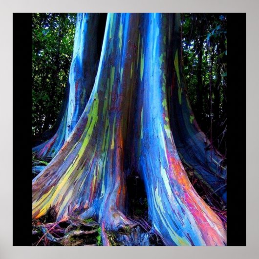 RAINBOW HAWAII EUCALYPTUS TREE-Plakat Poster (Vorne)