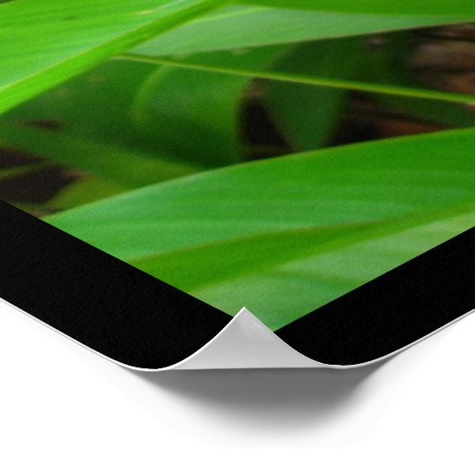 Rainbow Heliconia Blume Poster Prints (Ecke)