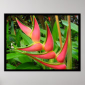 Rainbow Heliconia Blume Poster Prints (Vorne)
