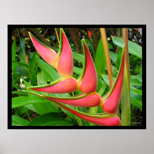 Rainbow Heliconia Blume Poster Prints (Vorne)