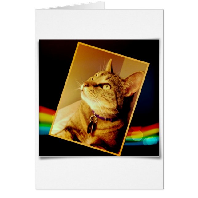 Rainbow Indigo (Vorne)