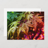 Rainbow Japanische AhornBlätter Postkarte (Vorne/Hinten)