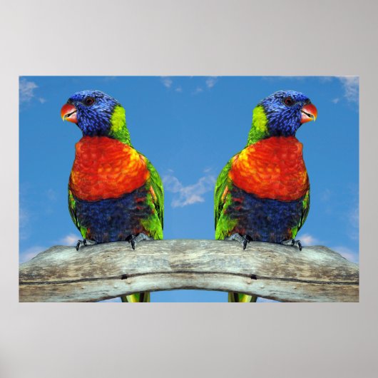 Rainbow-Lorikees, zwei auf einem Zweig Poster (Vorne)