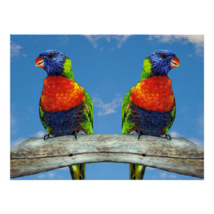 Rainbow-Lorikees, zwei auf einem Zweig Poster