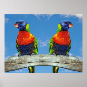 Rainbow-Lorikees, zwei auf einem Zweig Poster