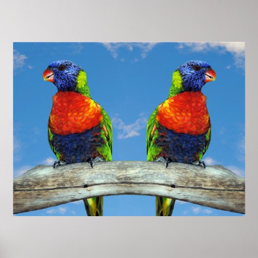 Rainbow-Lorikees, zwei auf einem Zweig Poster (Vorne)