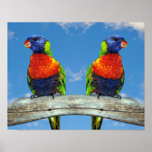 Rainbow-Lorikees, zwei auf einem Zweig Poster