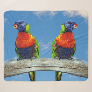 Rainbow-Lorikees, zwei auf einem Zweig Sherpadecke