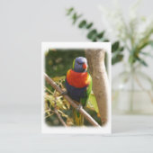 Rainbow Lorikeet 9Y209D-061 Postkarte (Stehend Vorderseite)