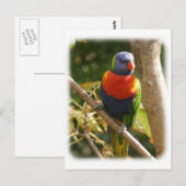 Rainbow Lorikeet 9Y209D-061 Postkarte (Vorne/Hinten)