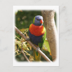 Rainbow Lorikeet 9Y209D-061 Postkarte