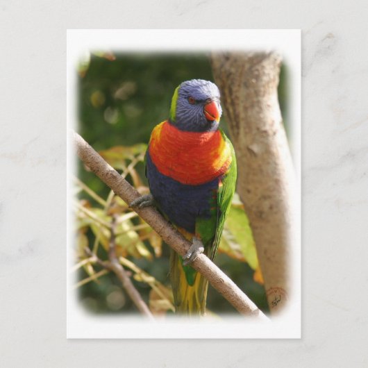Rainbow Lorikeet 9Y209D-061 Postkarte (Vorderseite)