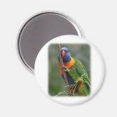 Rainbow Lorikeet 9Y209D-177 Magnet (Vorderseite/Rückseite)
