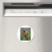Rainbow Lorikeet 9Y209D-177 Magnet (In Situ (Geschirrspüler))