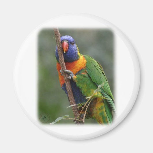 Rainbow Lorikeet 9Y209D-177 Magnet (Vorne)