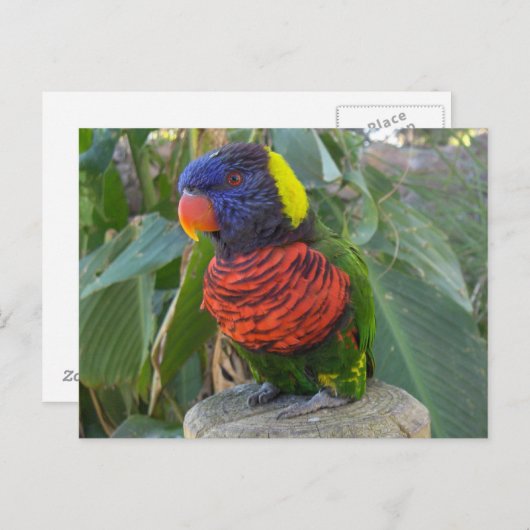 Rainbow Lorikeet auf Postkarte (Vorne/Hinten)
