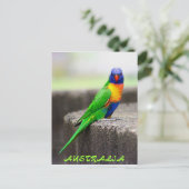 Rainbow Lorikeet, AUSTRALIA Postkarte (Stehend Vorderseite)