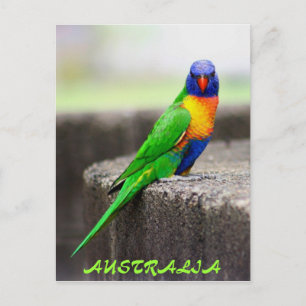 Rainbow Lorikeet, AUSTRALIA Postkarte