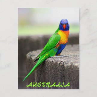 Rainbow Lorikeet, AUSTRALIA Postkarte