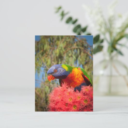 Rainbow Lorikeet, Australien Postkarte (Stehend Vorderseite)