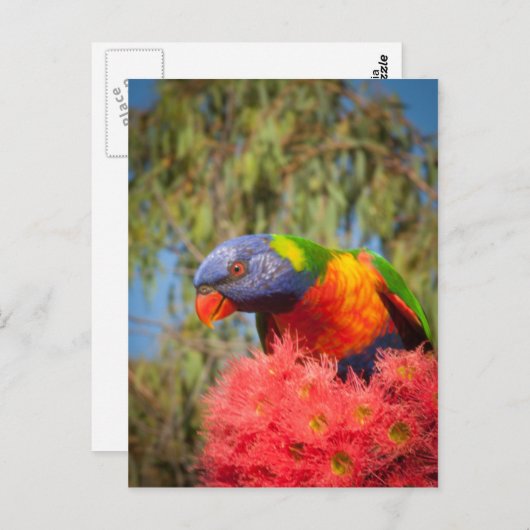 Rainbow Lorikeet, Australien Postkarte (Vorne/Hinten)