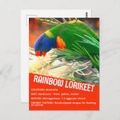 Rainbow Lorikeet Bird Educational Facts Foto Postkarte (Vorne/Hinten)