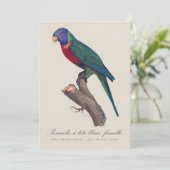 Rainbow lorikeet female, Trichoglossus moluccanus Dankeskarte (Stehend Vorderseite)